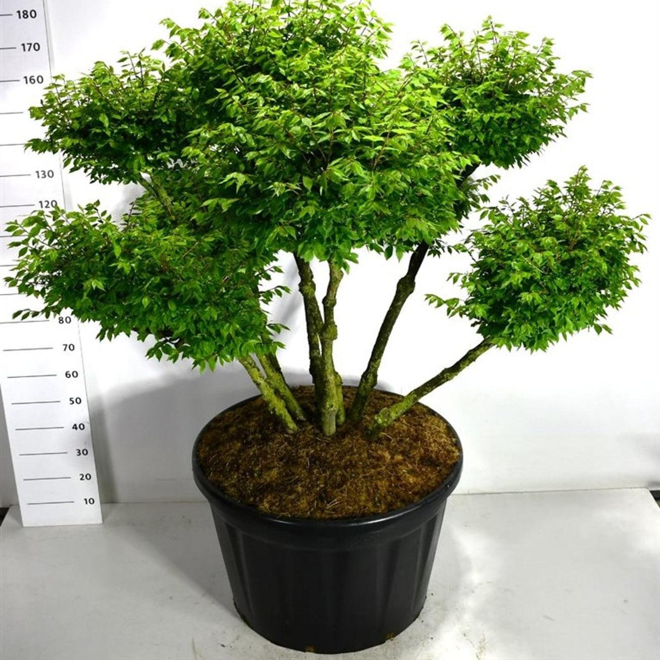Vingbenved – Euonymus alatus 'Compactus' - C230 100-125 cm. Bonsai